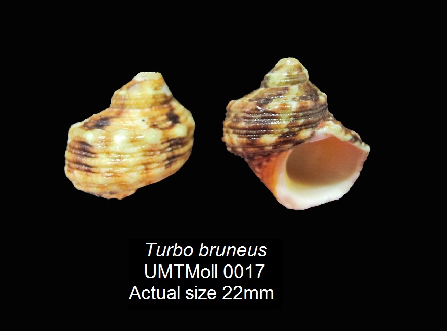 Specimen image